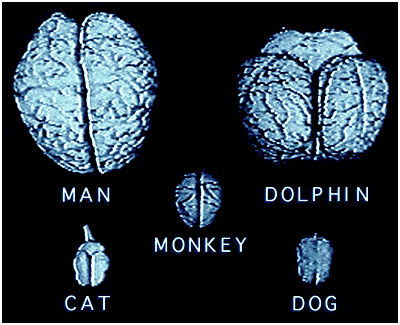 DOLPHIN BRAINS